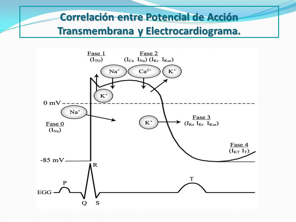 Correlación entre Potencial de Acción Transmembrana y Electrocardiograma.