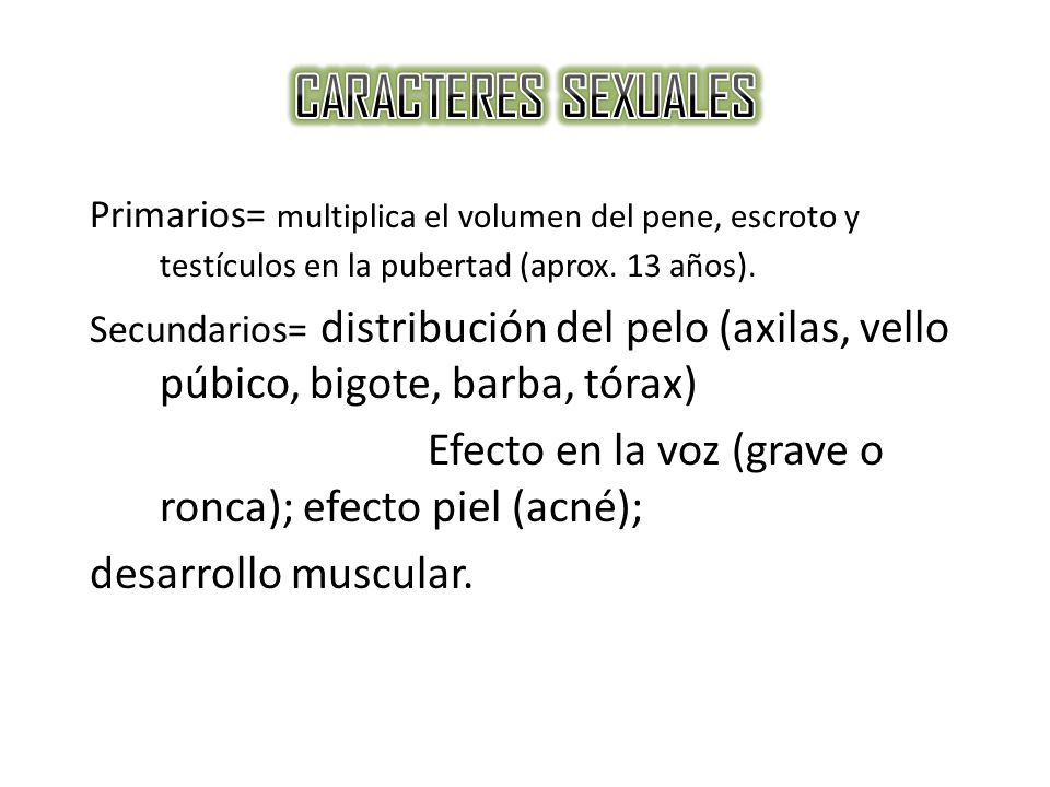 CARACTERES SEXUALES Primarios= multiplica el volumen del pene, escroto y testículos en la pubertad (aprox. 13 años).