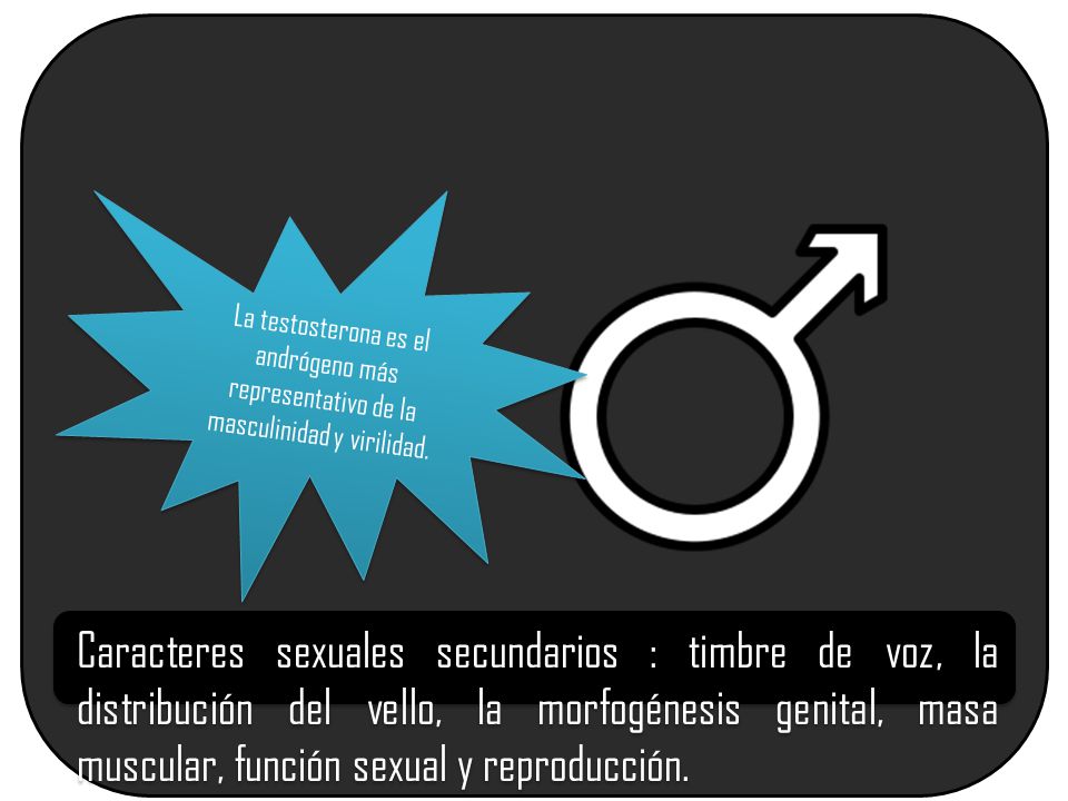 La testosterona es el andrógeno más representativo de la masculinidad y virilidad.
