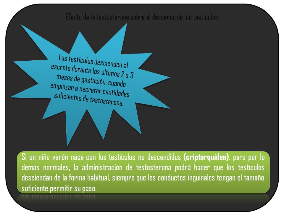 Efecto de la testosterona sobre el descenso de los testículos: