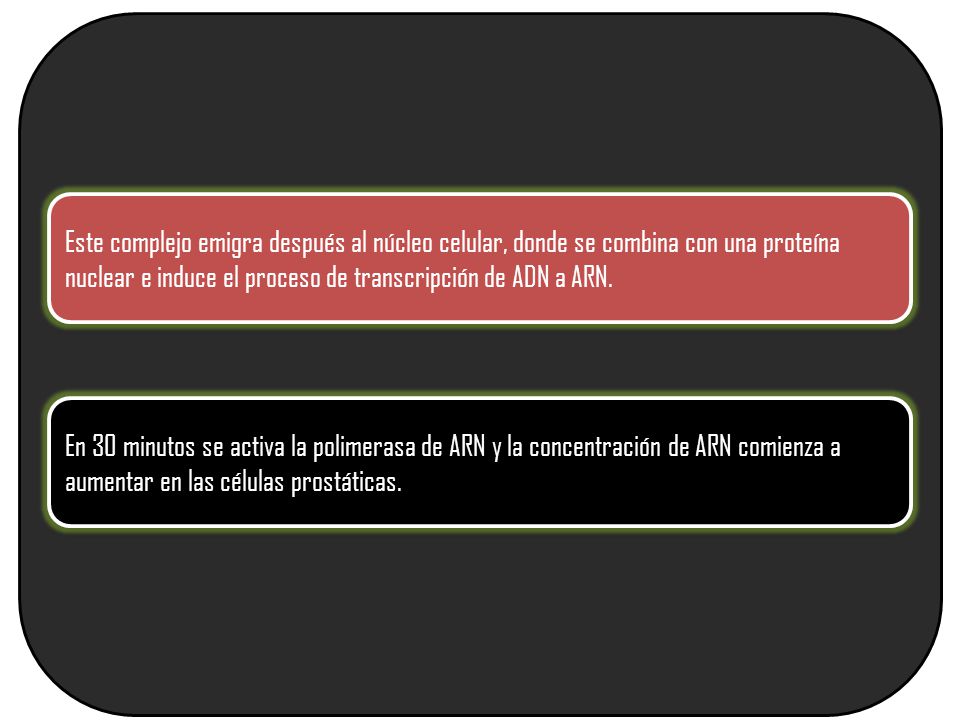 Este complejo emigra después al núcleo celular, donde se combina con una proteína nuclear e induce el proceso de transcripción de ADN a ARN.