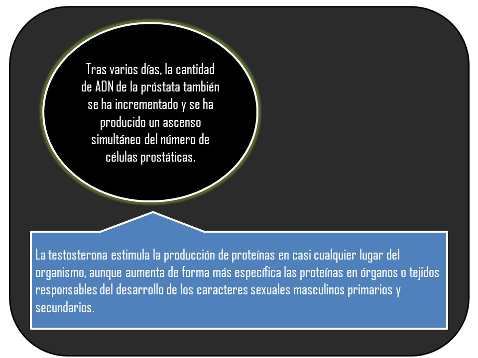 Tras varios días, la cantidad de ADN de la próstata también se ha incrementado y se ha producido un ascenso simultáneo del número de células prostáticas.