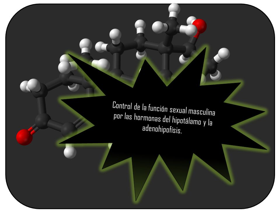 Control de la función sexual masculina por las hormonas del hipotálamo y la adenohipofísis.