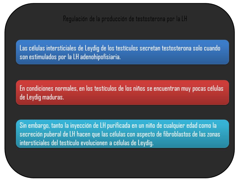 Regulación de la producción de testosterona por la LH
