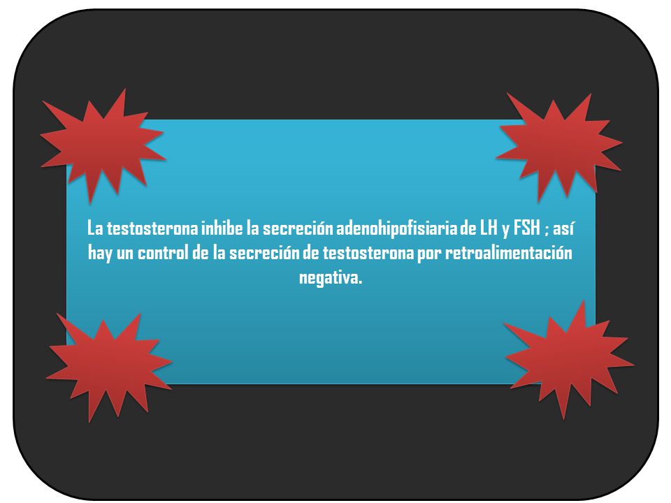 La testosterona inhibe la secreción adenohipofisiaria de LH y FSH ; así hay un control de la secreción de testosterona por retroalimentación negativa.