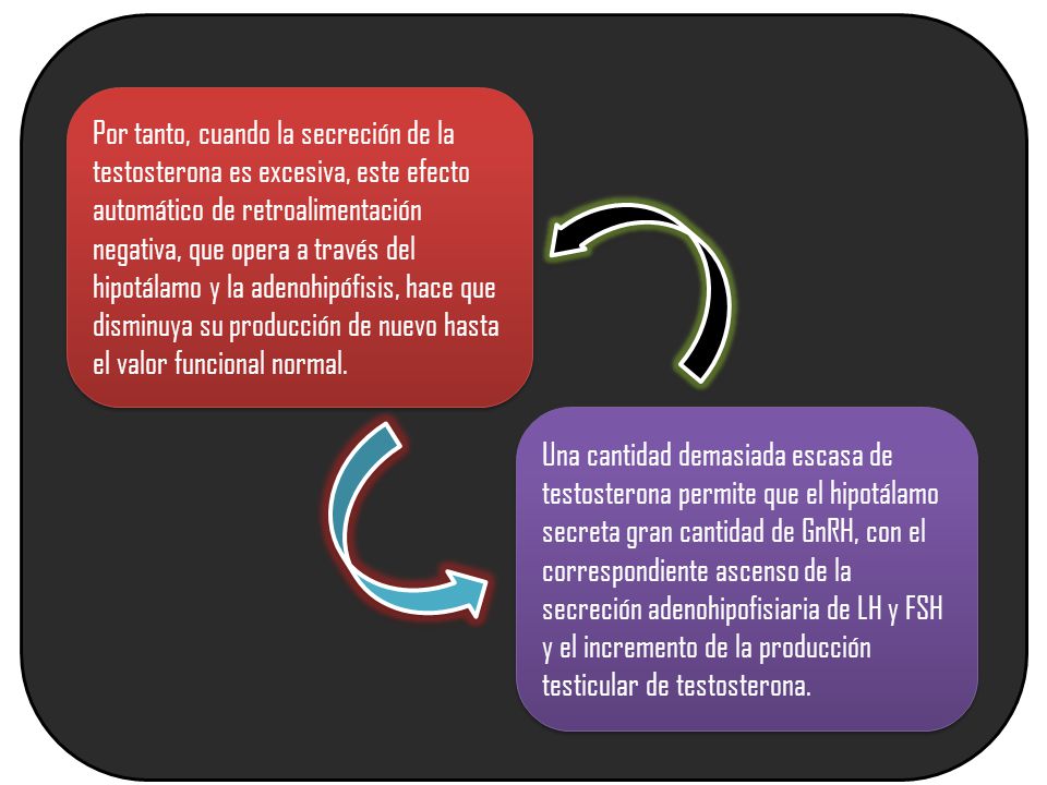 Por tanto, cuando la secreción de la testosterona es excesiva, este efecto automático de retroalimentación negativa, que opera a través del hipotálamo y la adenohipófisis, hace que disminuya su producción de nuevo hasta el valor funcional normal.