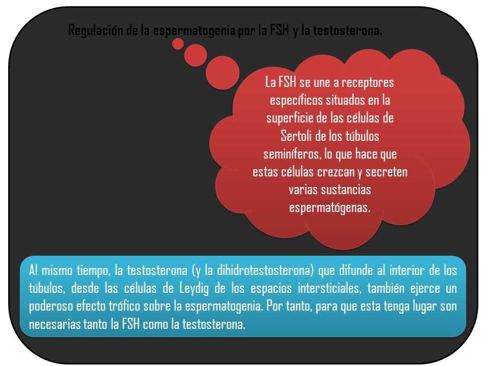 Regulación de la espermatogenia por la FSH y la testosterona.
