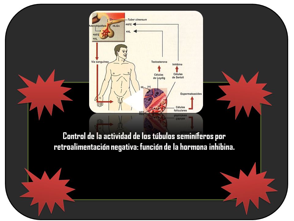 Control de la actividad de los túbulos seminíferos por retroalimentación negativa: función de la hormona inhibina.