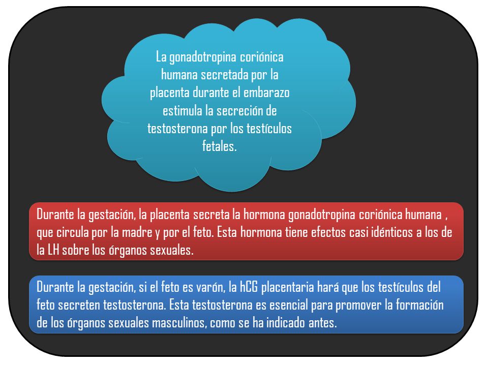 La gonadotropina coriónica humana secretada por la placenta durante el embarazo estimula la secreción de testosterona por los testículos fetales.