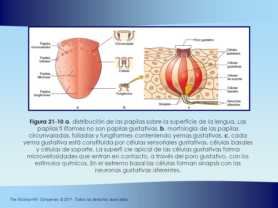 Figura a, distribución de las papilas sobre la superficie de la lengua.