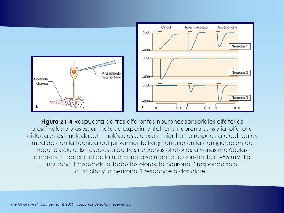 b a. Figura 21-4 Respuesta de tres diferentes neuronas sensoriales olfatorias.
