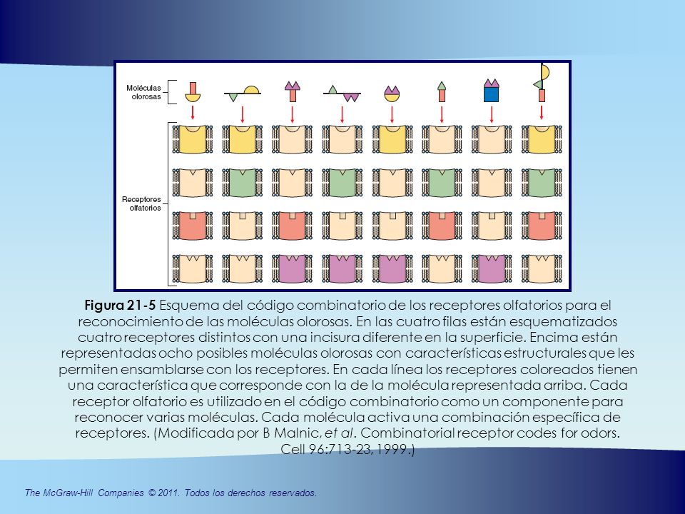 Figura 21-5 Esquema del código combinatorio de los receptores olfatorios para el reconocimiento de las moléculas olorosas.