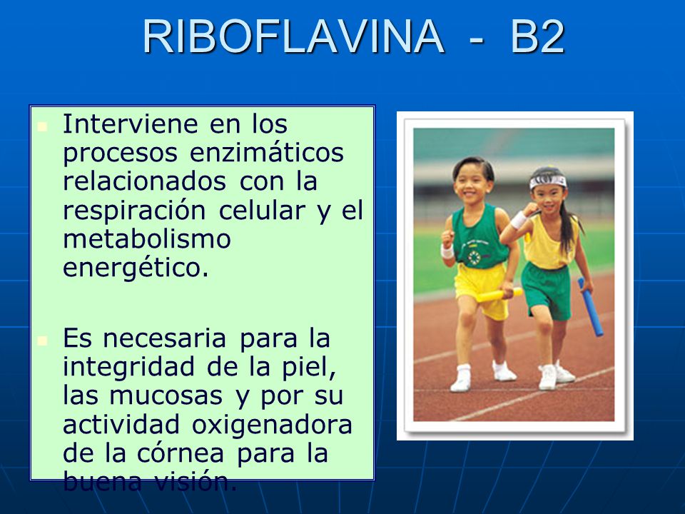 RIBOFLAVINA - B2 Interviene en los procesos enzimáticos relacionados con la respiración celular y el metabolismo energético.