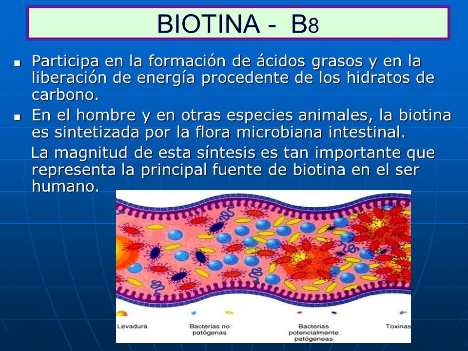 BIOTINA - B8 Participa en la formación de ácidos grasos y en la liberación de energía procedente de los hidratos de carbono.