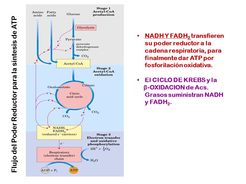 Flujo del Poder Reductor para la síntesis de ATP