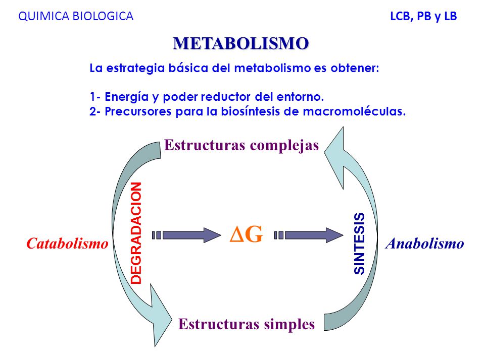 G METABOLISMO Estructuras complejas Estructuras simples Catabolismo