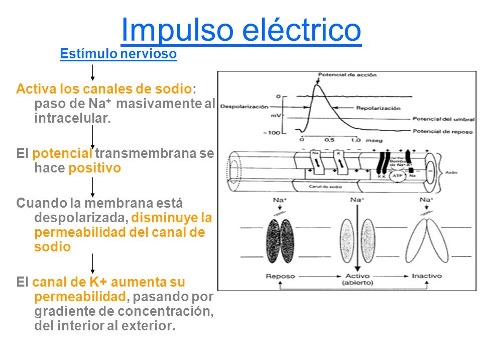 Impulso eléctrico Estímulo nervioso. Activa los canales de sodio: paso de Na+ masivamente al intracelular.