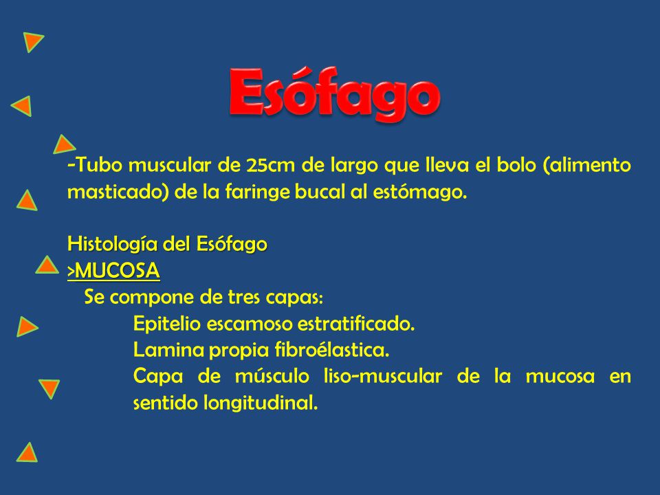 Esófago -Tubo muscular de 25cm de largo que lleva el bolo (alimento masticado) de la faringe bucal al estómago.