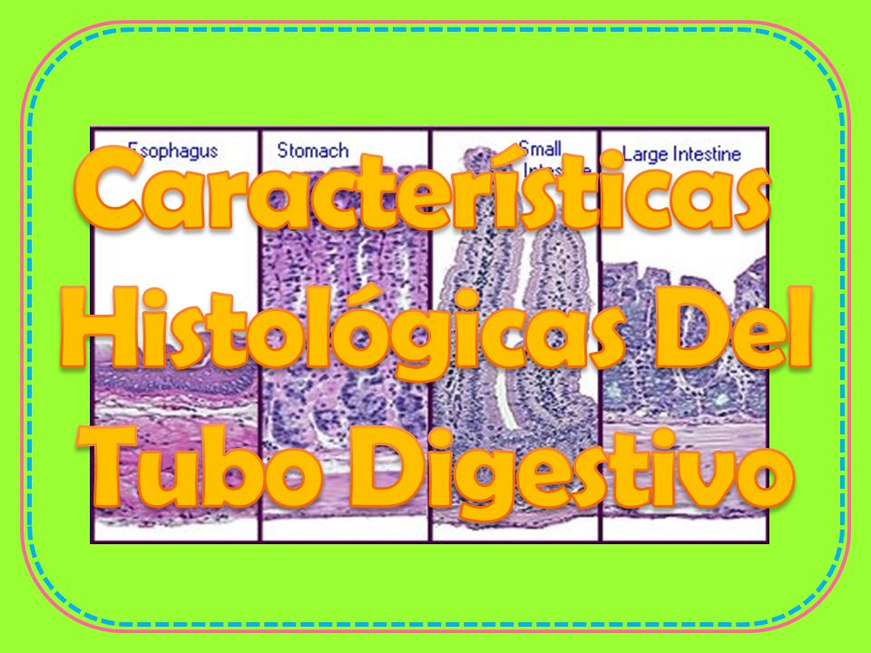Características Histológicas Del Tubo Digestivo
