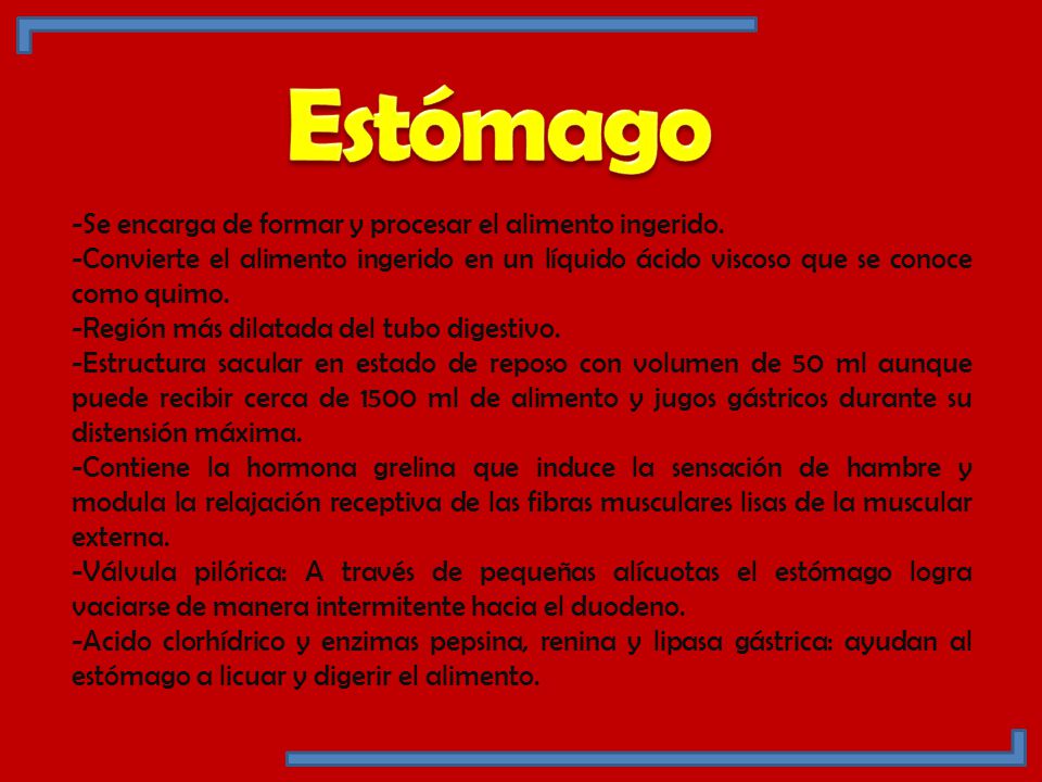 Estómago -Se encarga de formar y procesar el alimento ingerido.