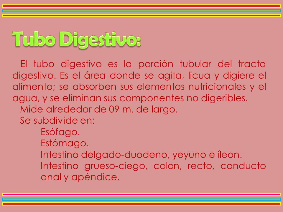 El tubo digestivo es la porción tubular del tracto digestivo