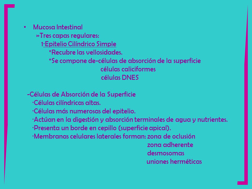 Mucosa Intestinal »Tres capas regulares: 1·Epitelio Cilíndrico Simple. *Recubre las vellosidades.