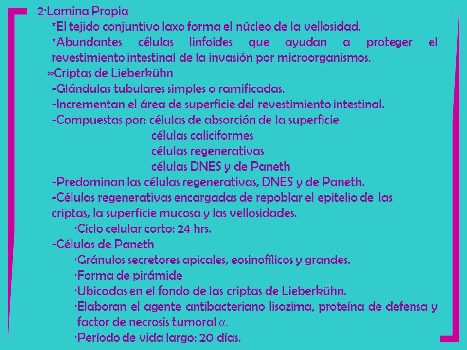 2·Lamina Propia *El tejido conjuntivo laxo forma el núcleo de la vellosidad.