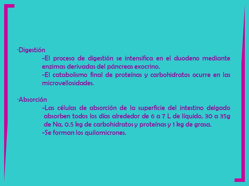 ·Digestión -El proceso de digestión se intensifica en el duodeno mediante enzimas derivadas del páncreas exocrino.