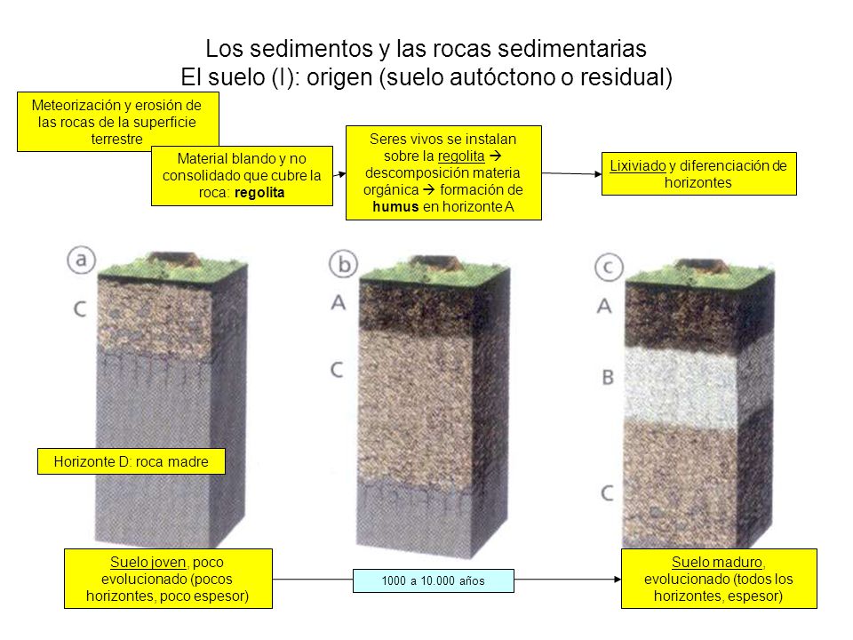 Los sedimentos y las rocas sedimentarias El suelo (I): origen (suelo autóctono o residual)