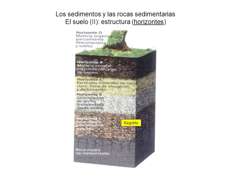 Los sedimentos y las rocas sedimentarias El suelo (II): estructura (horizontes)