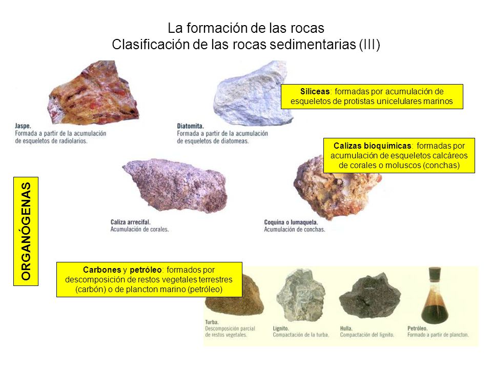 La formación de las rocas Clasificación de las rocas sedimentarias (III)