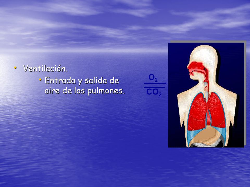 Ventilación. Entrada y salida de aire de los pulmones. O2 CO2 O2 CO2