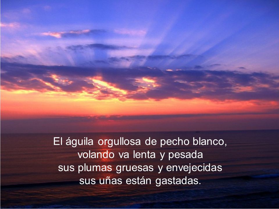 El águila orgullosa de pecho blanco, volando va lenta y pesada