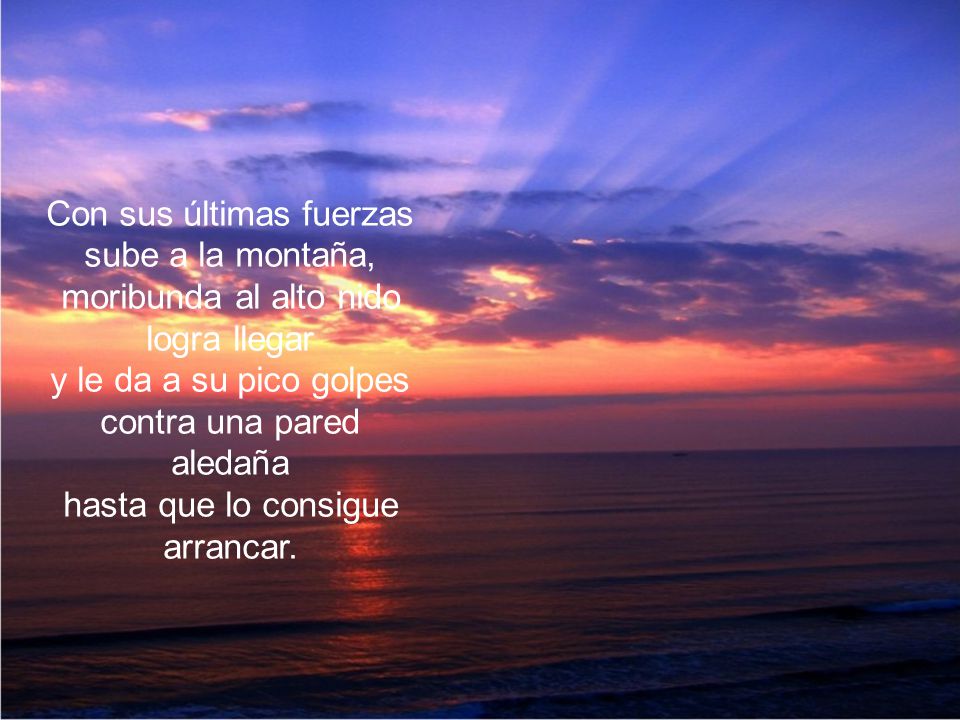 Con sus últimas fuerzas sube a la montaña, moribunda al alto nido