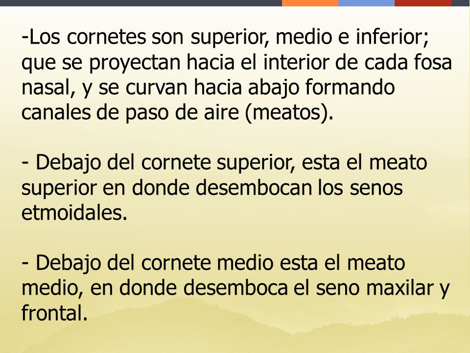 Los cornetes son superior, medio e inferior; que se proyectan hacia el interior de cada fosa nasal, y se curvan hacia abajo formando canales de paso de aire (meatos).