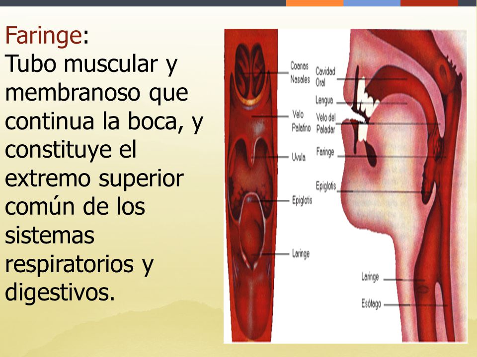 Faringe: Tubo muscular y membranoso que continua la boca, y constituye el extremo superior común de los sistemas respiratorios y digestivos.