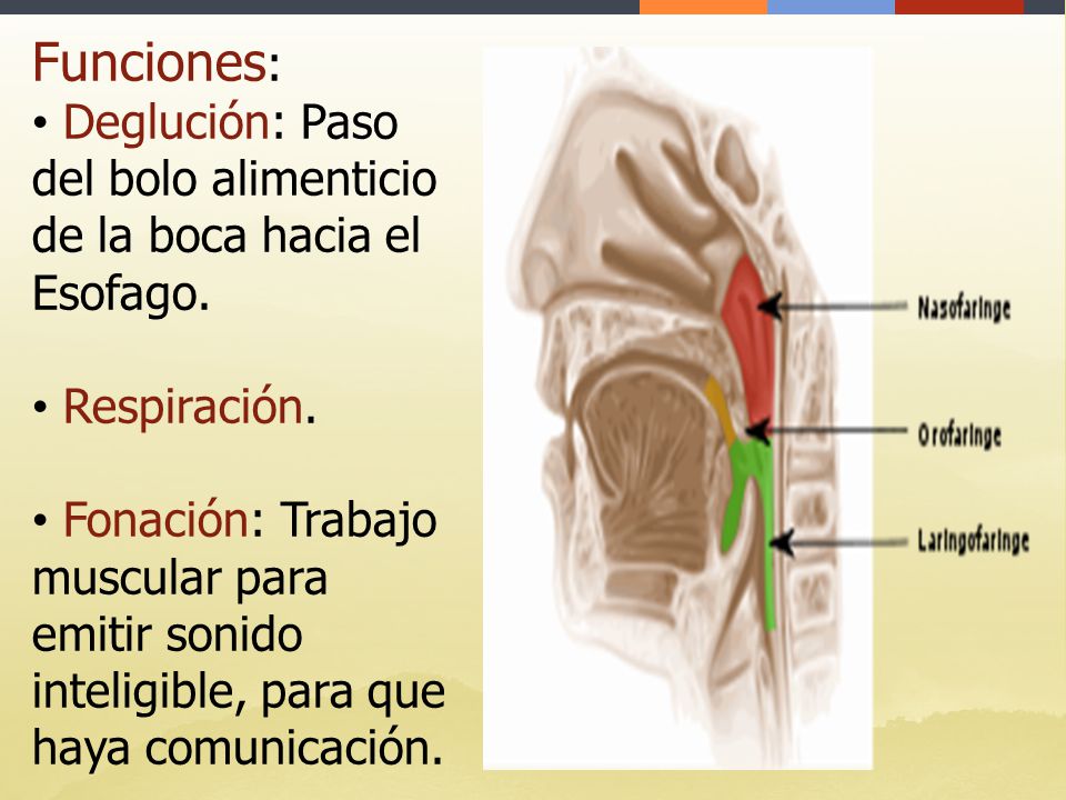 Funciones: Deglución: Paso del bolo alimenticio de la boca hacia el Esofago. Respiración.