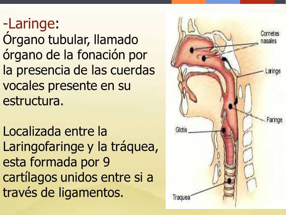 Laringe: Órgano tubular, llamado órgano de la fonación por la presencia de las cuerdas vocales presente en su estructura.