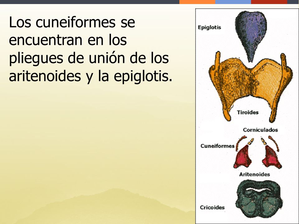 Los cuneiformes se encuentran en los pliegues de unión de los aritenoides y la epiglotis.