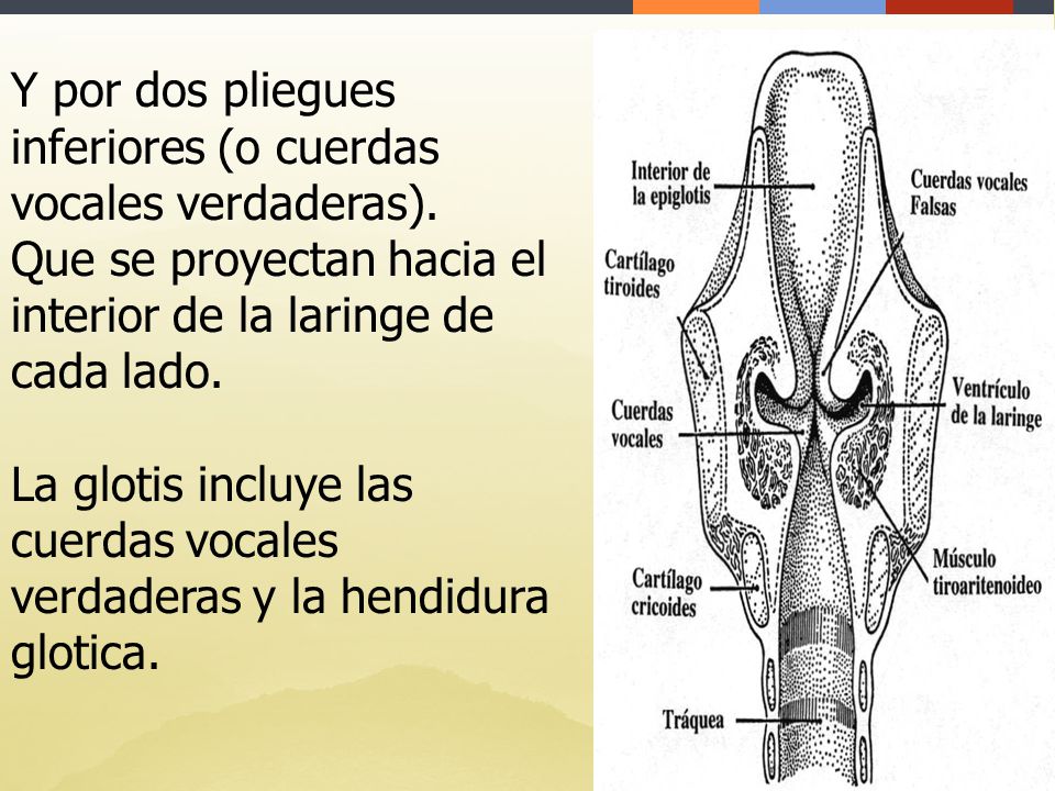 Y por dos pliegues inferiores (o cuerdas vocales verdaderas).