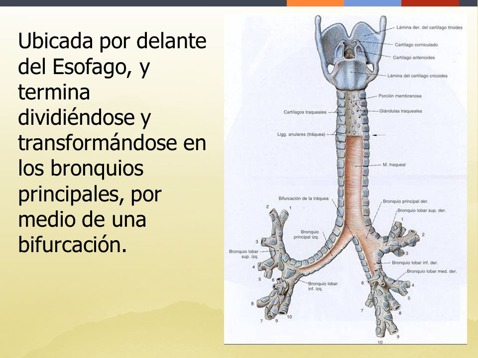 Ubicada por delante del Esofago, y termina dividiéndose y transformándose en los bronquios principales, por medio de una bifurcación.