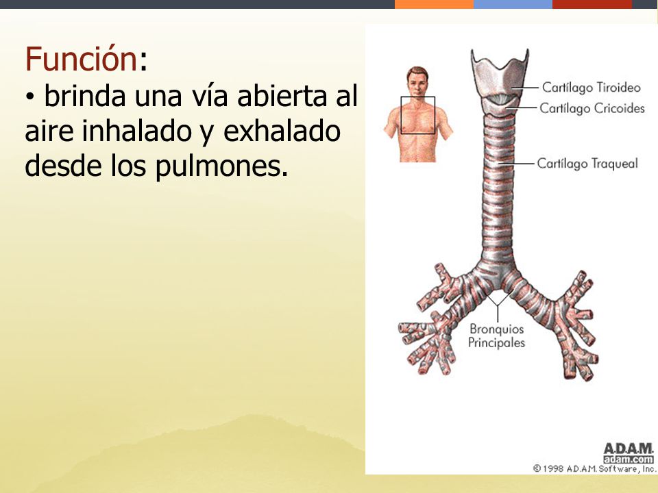 Función: brinda una vía abierta al aire inhalado y exhalado desde los pulmones.