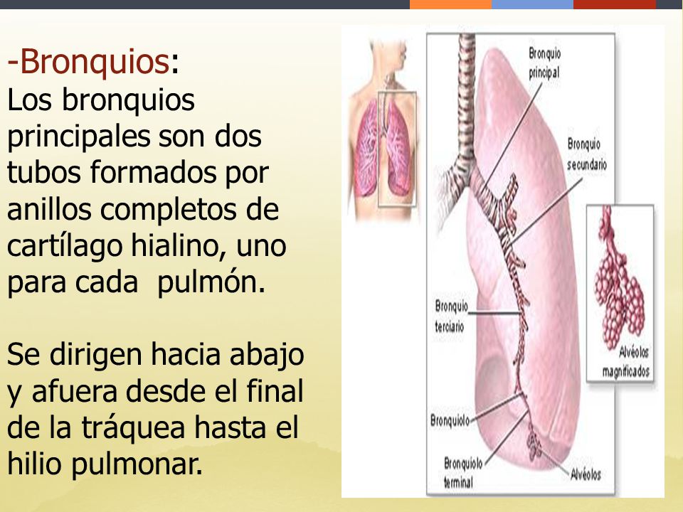 Bronquios: Los bronquios principales son dos tubos formados por anillos completos de cartílago hialino, uno para cada pulmón.