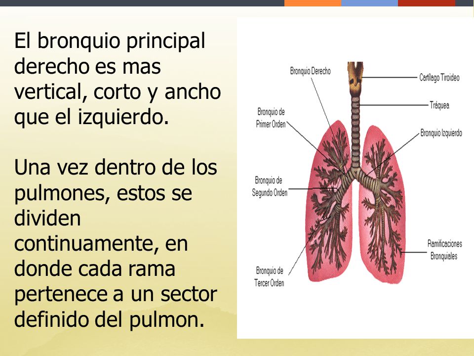 El bronquio principal derecho es mas vertical, corto y ancho que el izquierdo.