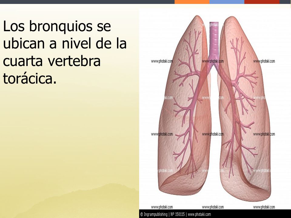 Los bronquios se ubican a nivel de la cuarta vertebra torácica.