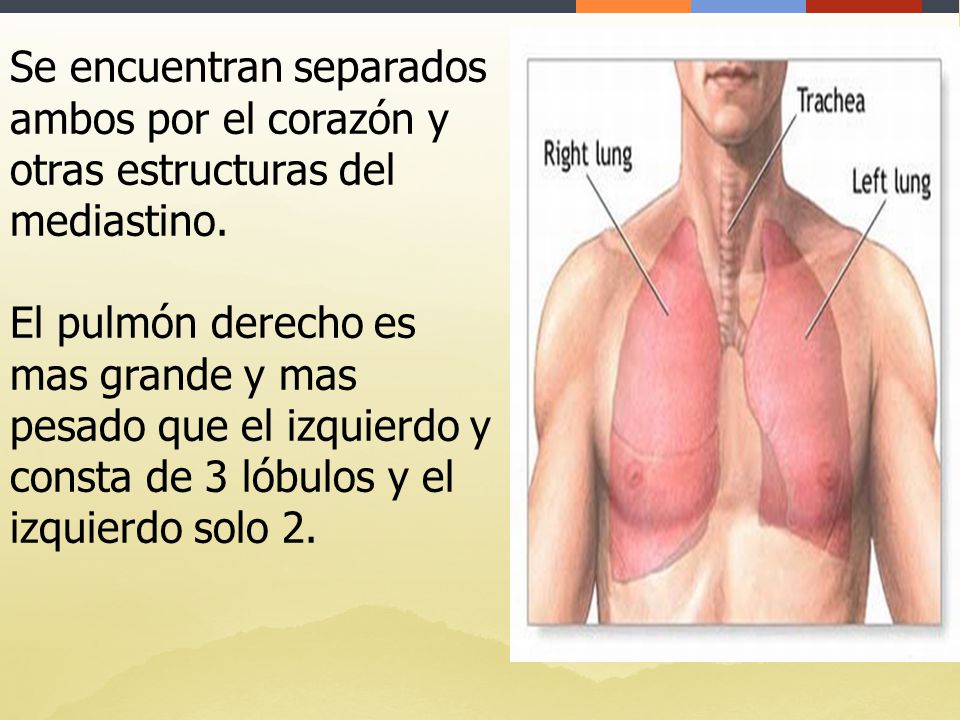 Se encuentran separados ambos por el corazón y otras estructuras del mediastino.