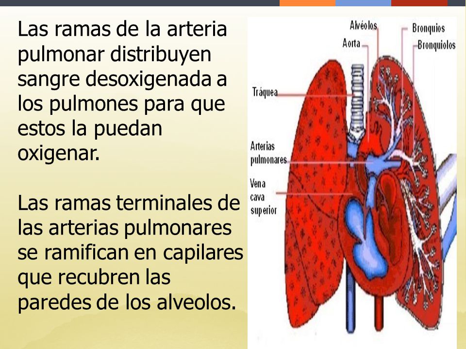 Las ramas de la arteria pulmonar distribuyen sangre desoxigenada a los pulmones para que estos la puedan oxigenar.