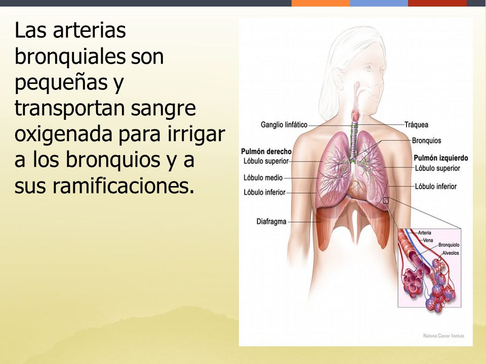 Las arterias bronquiales son pequeñas y transportan sangre oxigenada para irrigar a los bronquios y a sus ramificaciones.