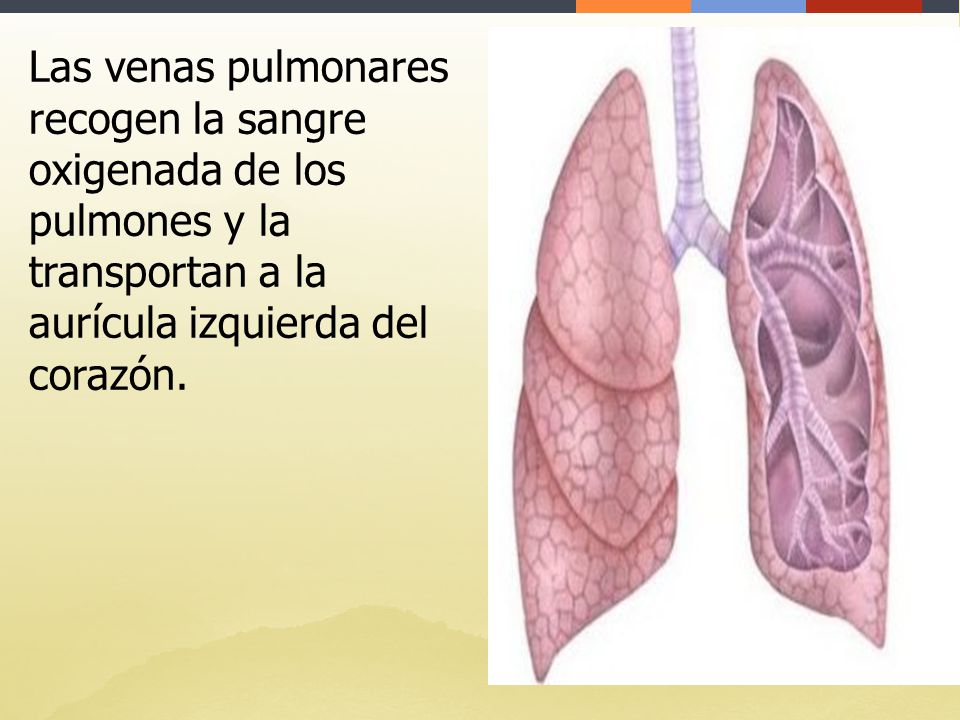 Las venas pulmonares recogen la sangre oxigenada de los pulmones y la transportan a la aurícula izquierda del corazón.