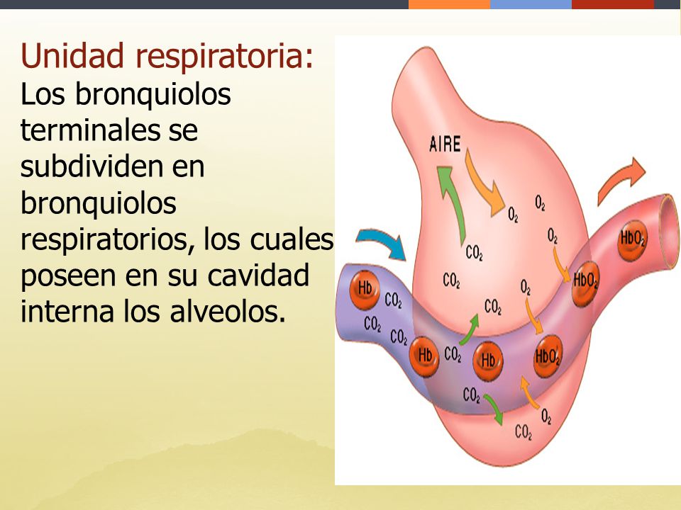 Unidad respiratoria: Los bronquiolos terminales se subdividen en bronquiolos respiratorios, los cuales poseen en su cavidad interna los alveolos.